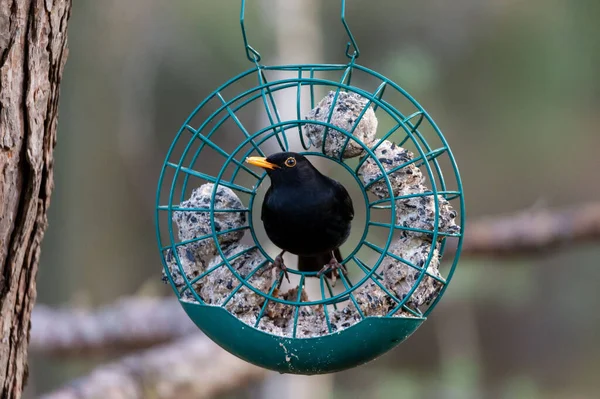 Common Blackbird Turdus Merula Sitting Bird Feeder Tallow Blurred Bokeh — Stock Photo, Image