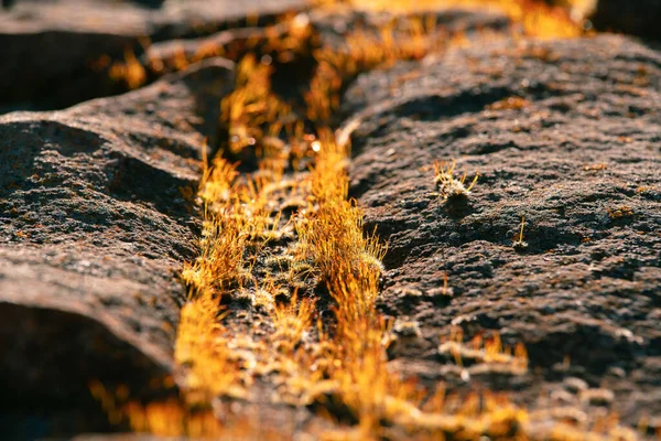 Golden Grass Sprouted Stones Rays Autumn Sun — Stockfoto