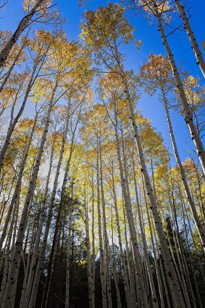 Looking Yellow Leaves Aspens Forest Blue Sky Background — Stock fotografie