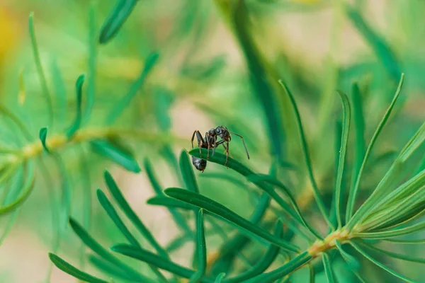 Closeup Shot Ant Sitting Plant — Stockfoto