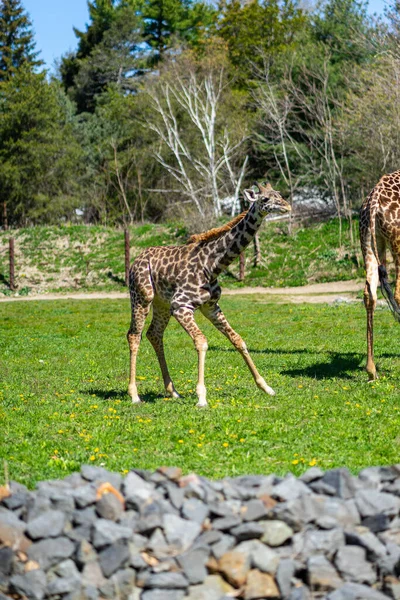 Masai Giraffes Enjoying Sun Enclosure Franklin Park — Stock Photo, Image