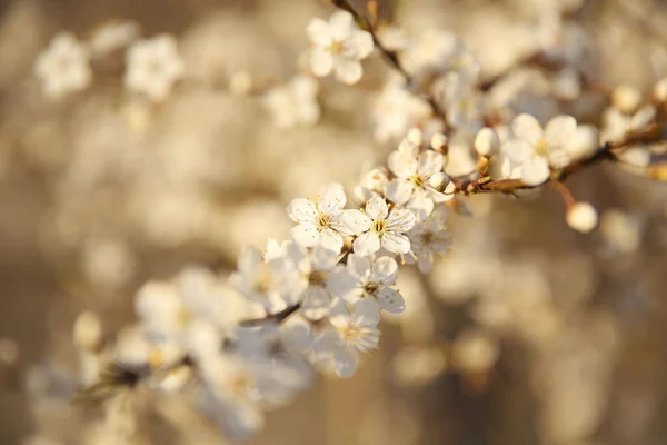 White Apple Blossoms Freshly Bloomed Photo Taken Golden Hour Central — Stockfoto