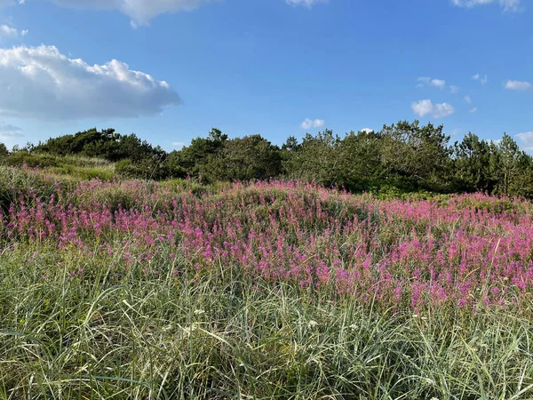Field Rosebay Willowherb Fireweed Sunny Day Blue Sky Small Clouds — Stock Photo, Image
