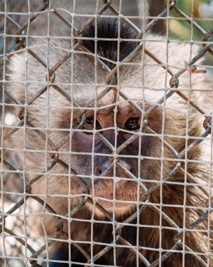 A vertical shot of a monkey behind a fence
