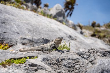 Sahildeki kayalıklarda bir kertenkelenin yakın plan fotoğrafı.