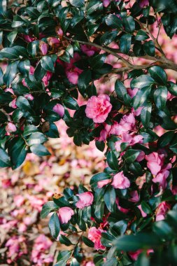 Bahçede yetişen yeşil yapraklı pembe çiçeklerin yakın çekimi bulanık arka planda