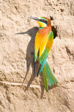 Avrupalı bir arı yiyici kayaya tünemiş
