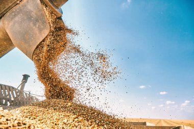 Sürücüsüz Azrail buğday hasadı, modern birleşim teknolojisi, küresel ısınma ve yapay zeka tarafından çözülen aşırı nüfus yapıyor.