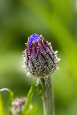 A vertical closeup of a Cornflower cocoon blooming on a blurry green background