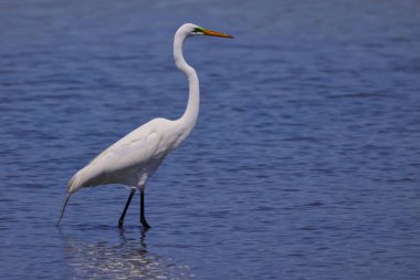 Sudaki beyaz bir vincin yakın çekimi.