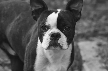 A black and white shot of a french bulldog looking at the camera