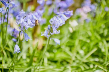 Selective shot of a bee on common bluebell flowers in nature