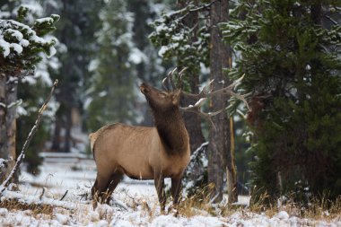 A closeup shot of a brown rocky mountain elk standing in the middle of green trees covered with snow in daylight in Yellowstone National Park, Wyoming