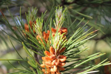 Bulanık arkaplanda bir çam ağacının yakın plan fotoğrafı.