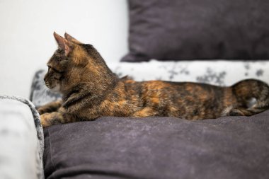 Kanepede uzanmış sevimli bir tekir kedinin yakın çekimi.