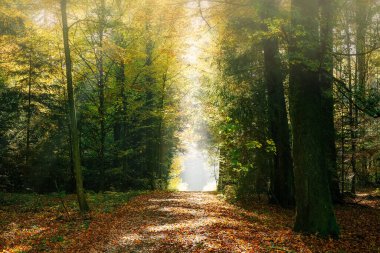 A mesmerizing shot of forest path illuminated by sunlight in fall