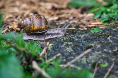 A closeup shot of a snail crawling on the stone in the forest