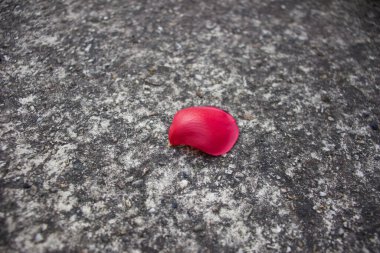 A closeup shot of a red rose petal on a gray stone surface