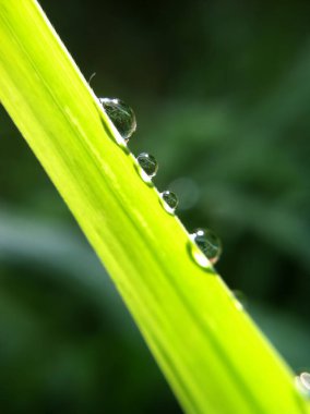 A selective focus shot of green grass with water drops