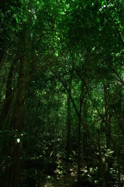 Güneşli bir günde güzel bir ormanın dikey görüntüsü.