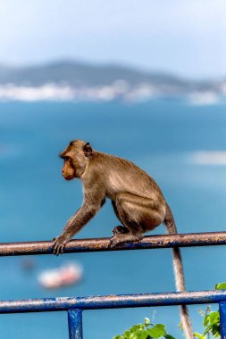 A vertical shot of a monkey sitting on a gate near a sea