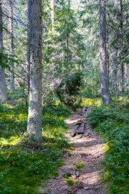 İsveç 'te güneşli bir günde yemyeşil bir orman