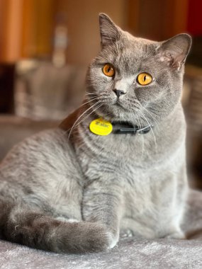 Sevimli bir İngiliz Shorthair 'inin seçici odak noktası.