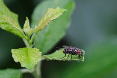 A closeup of a fly on a leaf against a blurred background