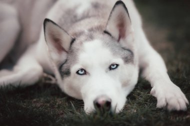 A closeup of a white Siberian husky dog resting on the ground