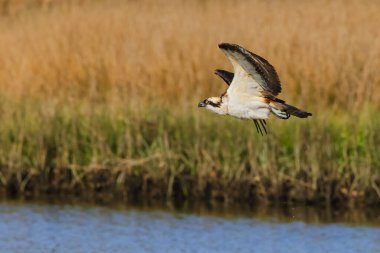 Sahanın üzerinde uçan bir Osprey manzarası