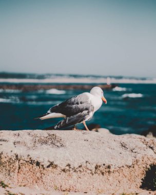 A vertical shot of a white gull on the blurry background