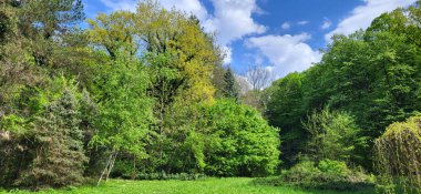 The beautiful nature trees in the forest