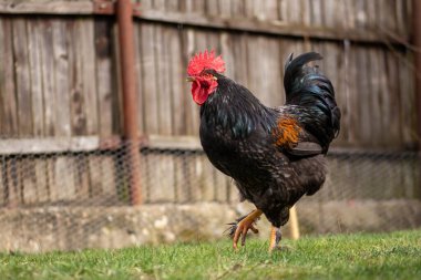 Güneşli bir günde arka bahçede güzel siyah bir horozun yakın çekimi.