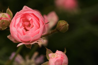 A closeup shot of a blooming pink peony flower near buds