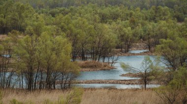 Small trees around a lake during a cloudy day
