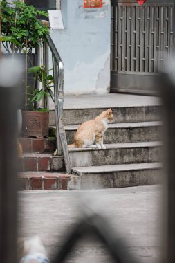 A vertical shot of a brown cat on the stairs by a metal door in Shanghai during the COVID19 Lockdown Quarantine