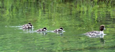 A closeup shot of Common goldeneye birds in the pond