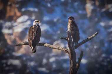 Two bald eagles perched on a tree twigs on a blurred background
