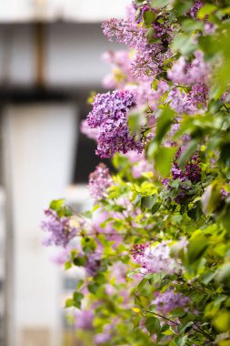 Bahçedeki leylak çiçeklerinin güzel çiçeği.