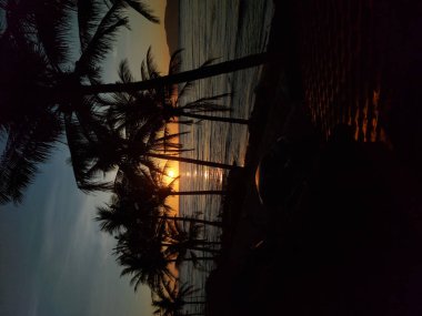 A vertical shot of palm trees near the ocean at sunrise