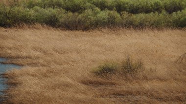 A field with dried yellow grass and a pond