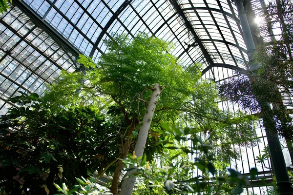 Interior Magnificent Botanical Greenhouse Park Tte — Stock Photo, Image
