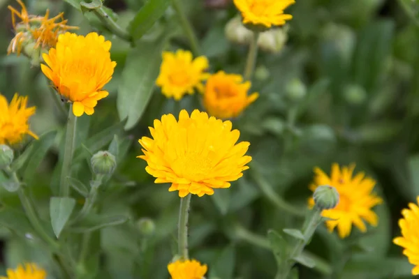 Orange Yellow Marigolds Planted Organic Garden — Stockfoto