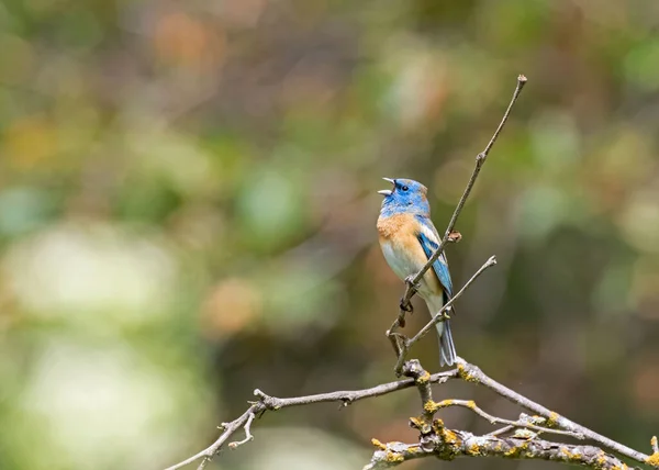 Beautiful Shot Lazuli Bunting Bird Sitting Tree Branch Singing Forest — Stock Photo, Image