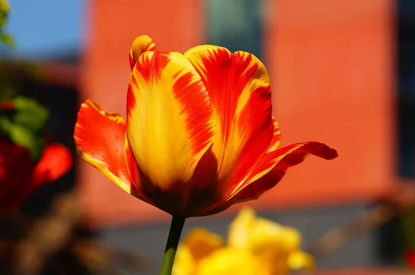 Flower Yellow Red Flamed Tulip Sunlight Colourful Interesting Background — Stock Photo, Image