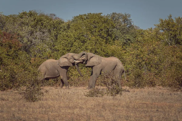Closeup Elephants Safari — Stock Photo, Image