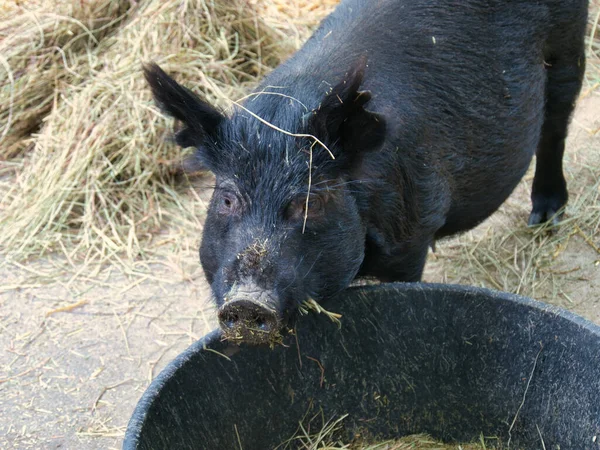 A high angle closeup of a black pig eating from a big bowl at a farm