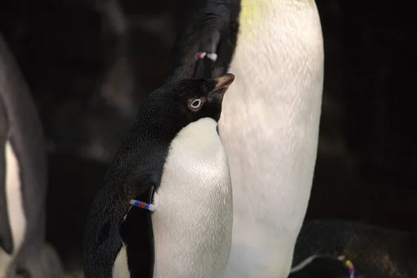 Selective Focus Shot Baby Penguin — Foto Stock