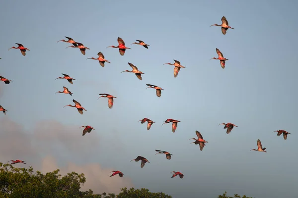Beautiful Shot Group Scarlet Ibises Flight Light Blue Sky Background — Fotografia de Stock