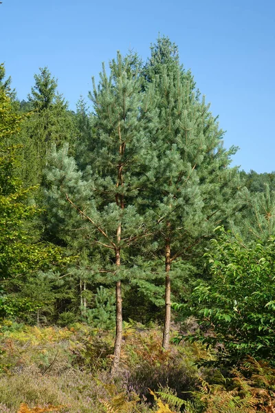 Pine Trees Blossoming Heath Binational Natural Protection Habitat Late Summer — Stock Photo, Image